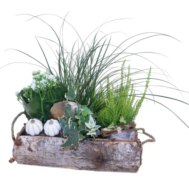 Autumn planting of heather